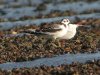 Little Gull at Southend Seafront (Steve Arlow) (108481 bytes)